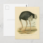 Illustration autruche postkarte (Vorne/Hinten)