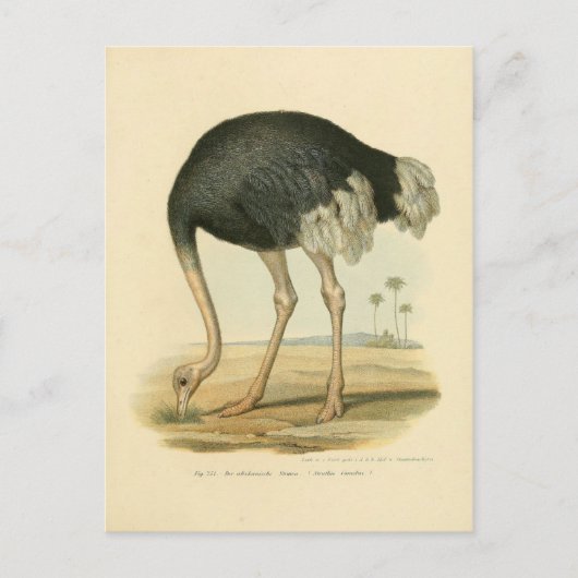 Illustration autruche postkarte (Vorderseite)