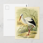 Illustration cigogne postkarte (Vorne/Hinten)
