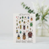 Illustration coléoptères postkarte (Stehend Vorderseite)