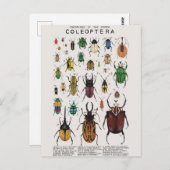 Illustration coléoptères postkarte (Vorne/Hinten)