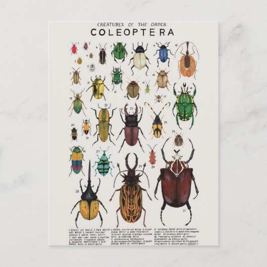 Illustration coléoptères postkarte (Vorderseite)