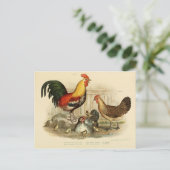 Illustration coq et poule postkarte (Stehend Vorderseite)