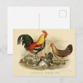 Illustration coq et poule postkarte (Vorne/Hinten)