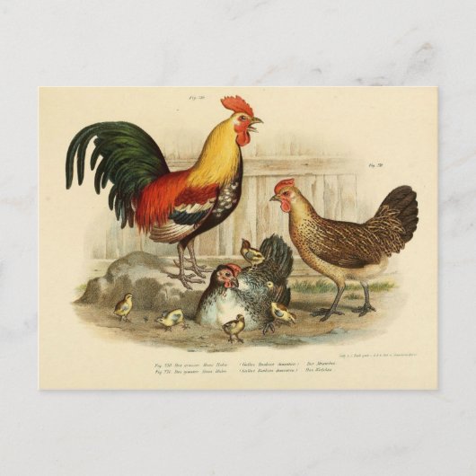 Illustration coq et poule postkarte (Vorderseite)