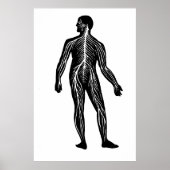 Illustration der Anatomie des menschlichen Nervens Poster (Vorne)