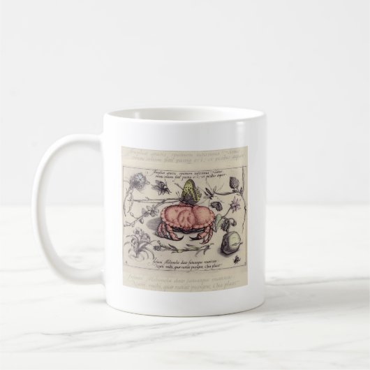 Illustration der botanischen Insekten-Blume Kaffeetasse (Links)