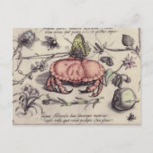 Illustration der botanischen Insekten-Blume Postkarte (Vorderseite)