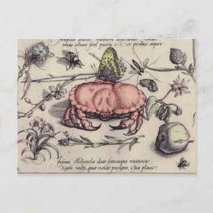 Illustration der botanischen Insekten-Blume Postkarte