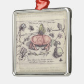 Illustration der botanischen Insekten-Blume Silbernes Ornament (Links)