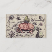 Illustration der botanischen Insekten-Blume Visitenkarte (Rückseite)