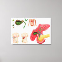 Illustration der Cholektomie