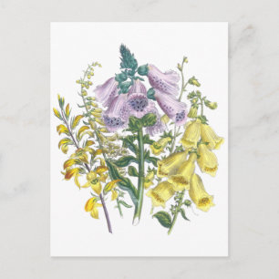 Illustration der Fingerhutblume im Vintage-Stil Postkarte