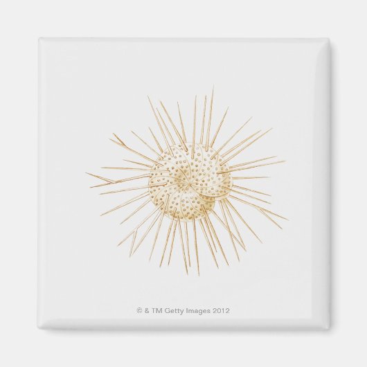 Illustration der foraminiferanischen Muschel Magnet (Vorne)