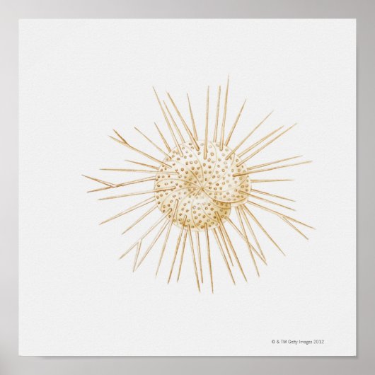 Illustration der foraminiferanischen Muschel Poster (Vorne)