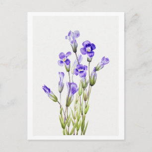 Illustration der Fransengentiane Postkarte