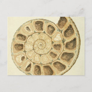 Illustration der kristallisierten Meeresmuschelmin Postkarte