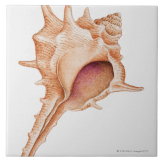 Illustration der Murex-Muschel Fliese