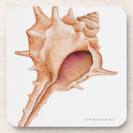 Illustration der Murex-Muschel Getränkeuntersetzer (Vorderseite)