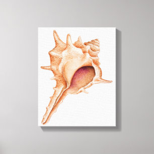 Illustration der Murex-Muschel Leinwanddruck