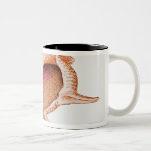 Illustration der Murex-Muschel Zweifarbige Tasse (Rechts)