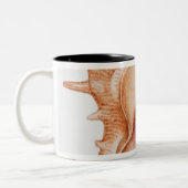 Illustration der Murex-Muschel Zweifarbige Tasse (Links)