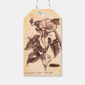 Illustration der Prunkwinde Geschenkanhänger (Vorderseite)