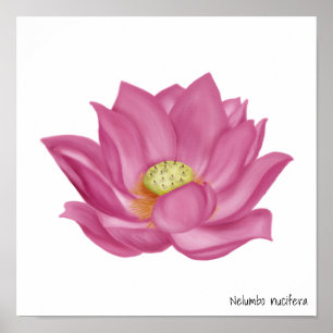 Illustration der rosa Lotusblüte Poster