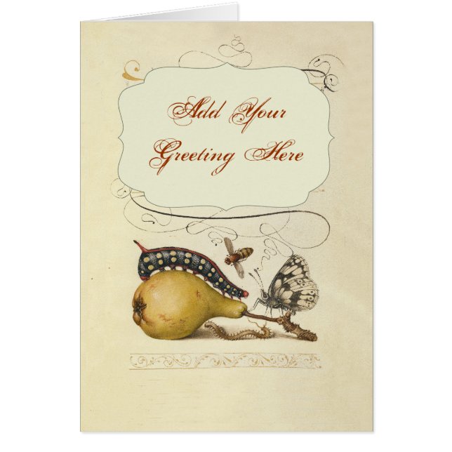 Illustration der Schmetterlingsbeere (Vorne)