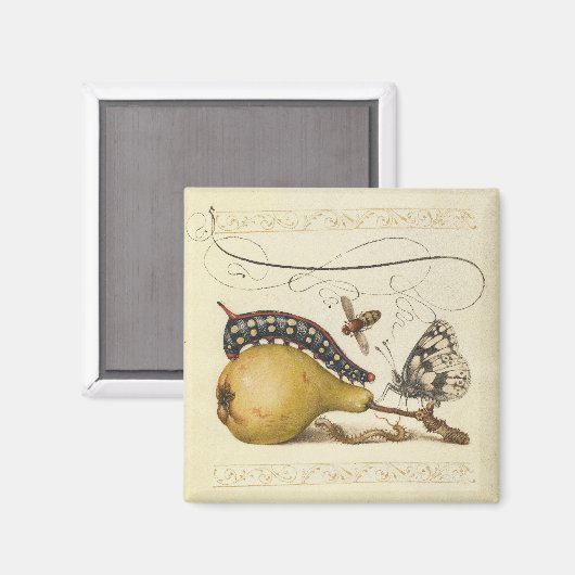 Illustration der Schmetterlingsbeere Magnet (Vorderseite/Rückseite)