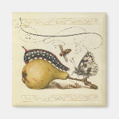 Illustration der Schmetterlingsbeere Magnet (Vorne)