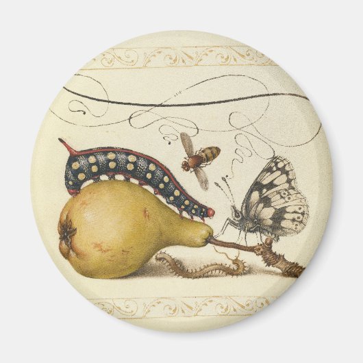 Illustration der Schmetterlingsbeere Magnet (Vorne)