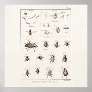 Illustration der Vintagen 1800er Insekten-Bug-Käfe Poster