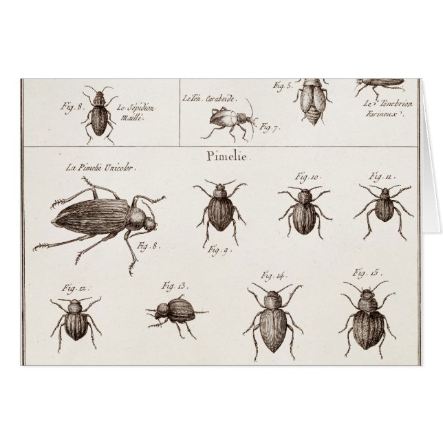 Illustration der Vintagen 1800er Insekten-Bugs-Käf (Vorderseite (Horizontal))