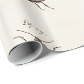 Illustration der Vintagen 1800er Insekten-Bugs-Käf Geschenkpapier (Rolleneckpunkt)