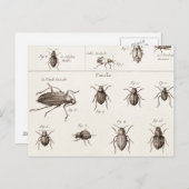 Illustration der Vintagen 1800er Insekten-Bugs-Käf Postkarte (Vorne/Hinten)
