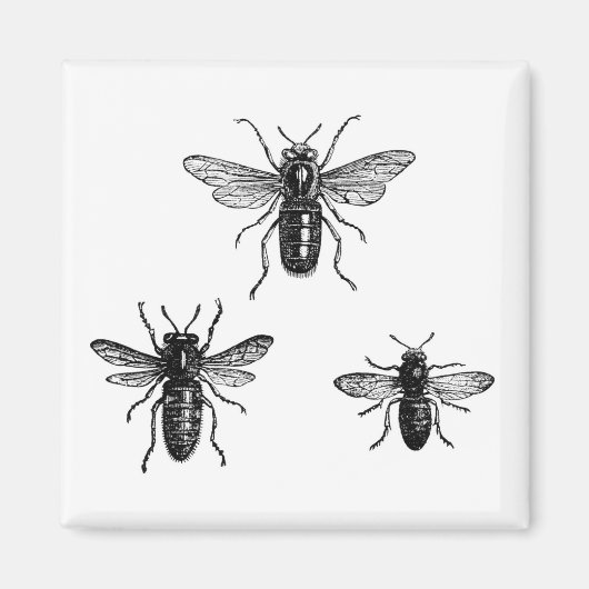 Illustration der Vintagen Bienenkönigin und der ar Magnet (Vorne)