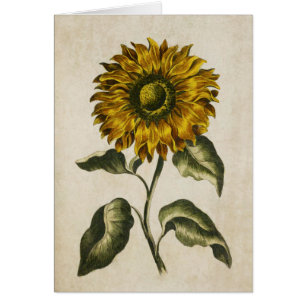 Illustration der Vintagen botanischen Sonnenblumen