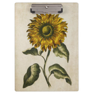 Illustration der Vintagen botanischen Sonnenblumen Klemmbrett