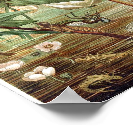 Illustration der Vintagen Libellen Poster (Ecke)