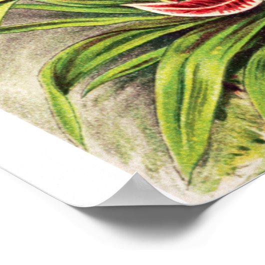 Illustration der Vintagen Orchideen Poster (Ecke)