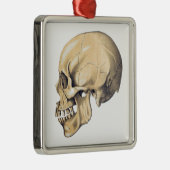 Illustration der Vintagen Schädelanatomie Ornament Aus Metall (Rechts)