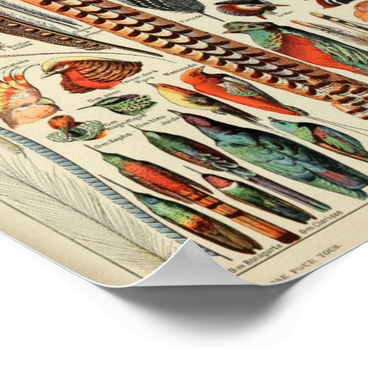 Illustration der Vintagen Vogelfeder Poster (Ecke)