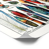 Illustration der Vintagen Vogelfeder Poster (Ecke)