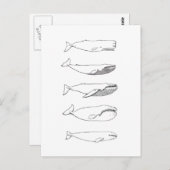 Illustration der Wale (line art) Postkarte (Vorne/Hinten)