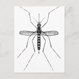 Illustration der wissenschaftlichen Moskito-Nomenk Postkarte