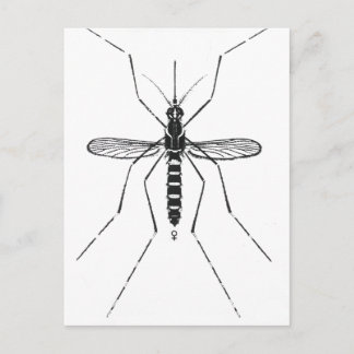 Illustration der wissenschaftlichen Moskito-Nomenk Postkarte
