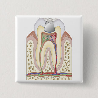 Illustration der zahnmedizinischen Füllung Button