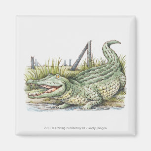 Illustration des Alligators auf dem Ufer Magnet