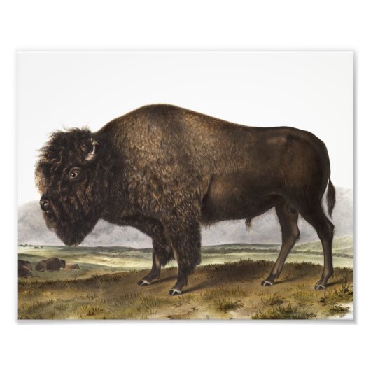 Illustration des amerikanischen Bison (Bos America Fotodruck (Vorne)